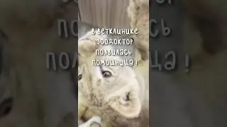 #паркльвов #паркльвовтайган #тайган #львы #ветеринар #ветеринарныйврач #ветврач #vet #veterinary