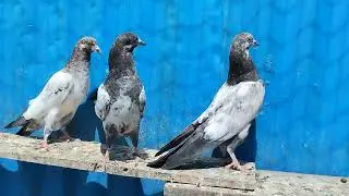 Sold out Going to mandibhawaldin #buttpigeonjee 03348014543