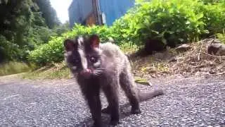 激萌えなハクビシンの子供　Baby Masked palm civet