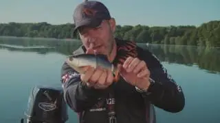 Savage Gear 3D Roach from Fishtec