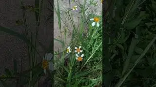 bidens pilosa