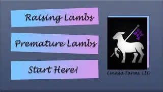 Premature or Orphan Lamb?  Save Them!