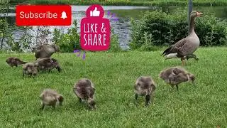 Baby Geese Cork Nature Ireland Travelvlog 2024