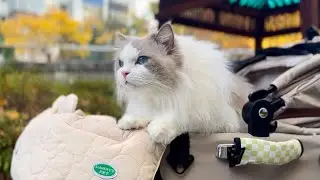 고양이 가을 산책 | 냥모차 훈련 | 집 앞 나들이 (Ep.04)
