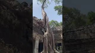 🚍Crossing Thailand 🇹🇭 Cambodia 🇰🇭 Border! 🌏 #TravelShorts #Travel #TravelGuide