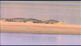 Aquatic tetrapods