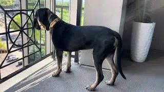 Cane Corso Atlanta