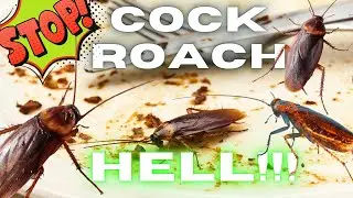 COCKROACH INFESTATION IS SO BAD! There is a way to get rid of roaches! PLUS - tips & tricks