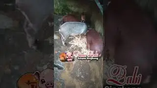 Pakan babi yang alami, sehat dan bergizi, ampas singkong! | Just Channel 7 #justchannel7 #pakanbabi