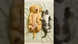 Nap Time Buddies! Puppy & Kitten Snoozing Together 🐶🐱💤 #petshorts