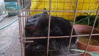 Bakit kailangan magpakain ng grass kahit may Kunemax complete pellet na.#rabbitry #pilmico #atovi