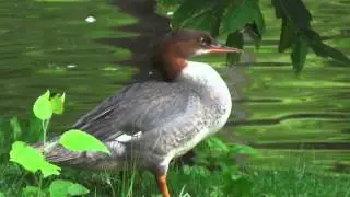 Mergus merganser