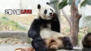 2월 첫 날! 푸바오는 어떤 하루를 보냈나요? (라이브)