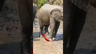 Elephant AGGRESSION 😡 Animal Fact Files #facts #animals #elephant