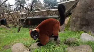 Leaping Lemurs Love To Jump And Play