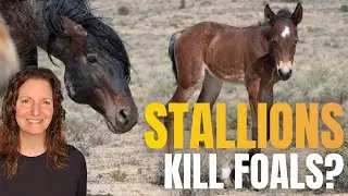 Do Stallions REALLY Kill Foals? | The Truth Behind the Myth (Real Footage)
