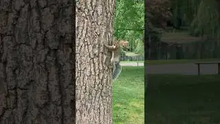 City Squirrels of Boston Common: A Close-Up Look at Urban Wildlife #squirrel #wildlife  #animals