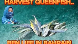 FISHING IN BAHRAIN:HARVEST NG MGA MAMAW 12PCS LANDED// BEN LIFE IN BAHRAIN