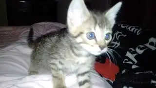 Happy kitten - first night at forever home.