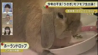 今年の干支は「うさぎ」　モフモフな姿を生中継！