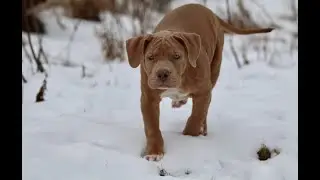 THE HULK LIFE: Meet Drake! first winter walk!