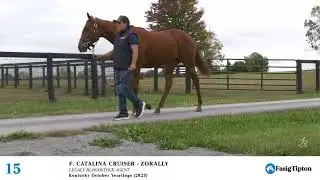 Hip #15 - Filly by Catalina Cruiser - Zorally