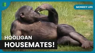 Bachelor Chimp Mayhem Unfolds! - Monkey Life - Documentary