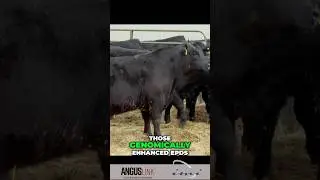 Cattle Genetics & Herd Rebuilding #angus #anguscattle #angusbulls #cattle #ranching #rancher #cows