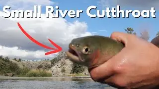 Fly Fishing A Beautiful Cutthroat River In Southern Alberta Canada