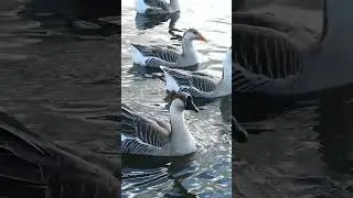 Chinese geese make excellent guard geese.