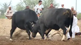 هدبان & التصريح