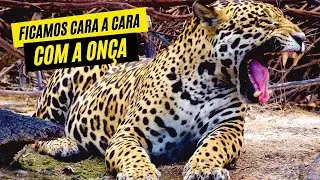 Encontramos 2 ONÇAS no Safari pelo PANTANAL | Viagem pelo Brasil #67