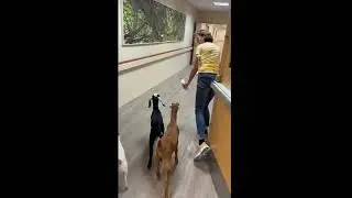 FB Goldy's Farm Animal Sanctuary Today&rsquo;s adventure at New England Home for the Deaf  139pm  6272025