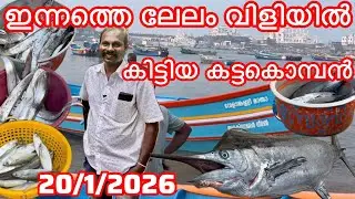 ഇന്നത്തെ ലേലം വിളിയിൽ കിട്ടിയ കട്ടകൊമ്പൻ 🐟 മീൻ 