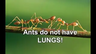 Breathing Without Lungs? How Ants Do It!