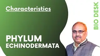 Phylum Echinodermata - General Characteristics