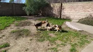 Beagles jugando