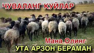 ЧУВАЛАНГ КУЙЛАР СОТИЛАДИ! УТА АРЗОН БЕРВОРАМАН! 