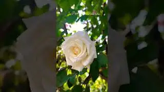Pope John Paul ll Rose #popejohnpaul #htrose #dutchrose #fragrantroses