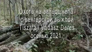 На вальдшнепа с венгерской легавой осенью 2021 года.