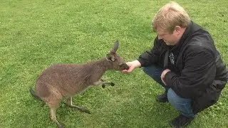Race's AUSTRALIA Adventure: Cleland Wildlife Park