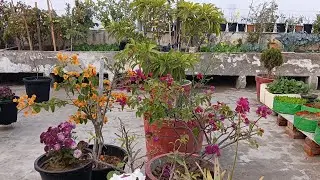 Plantverse is live with beautiful terrace garden 😍😍😍😍🌱🌱