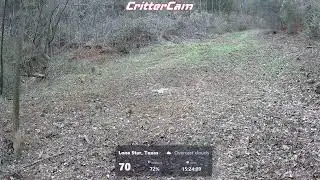 Critter Cam Live!