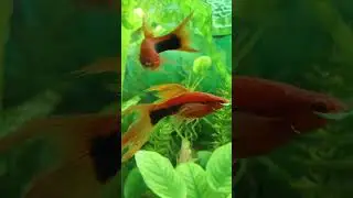 меченосец кубинский вуалевый #сумы #меченосцы