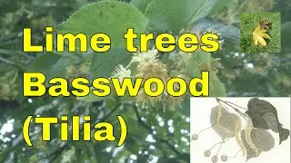 Tree ID Lime, linden or basswood tree Tilia cordata Tilia platyphyllos T europaea identification uk