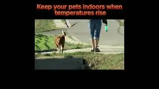 Top Summer Safety Tips to Protect Your Beloved Pets! Keep Them Safe and Cool with Expert Advice