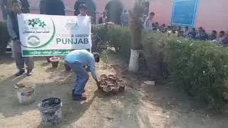 Plantation of Grafts of Rose plant (Rosa indica) by Grade#6 at GHS Kohla, Okara (Part-1)