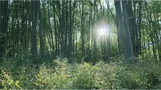 Healing Forest Dreams-30 Minute Meditation Fall Asleep Fast