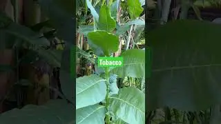 Growing tobacco- great for bee stings and centipede stings. Always keep on hand around the farm.