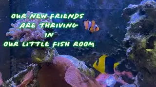 New saltwater fish update!!&hellip;.and some new decorations??? #fishkeeping #aquarium #saltwaterfish 
